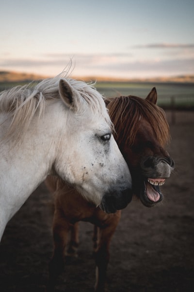两匹棕色和白色的马